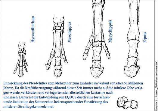 prähistorische Darstellung von Pferden