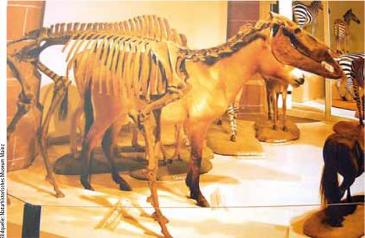 prähistorische Darstellung von Pferden
