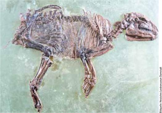 prähistorische Darstellung von Pferden prähistorische Darstellung von Pferden